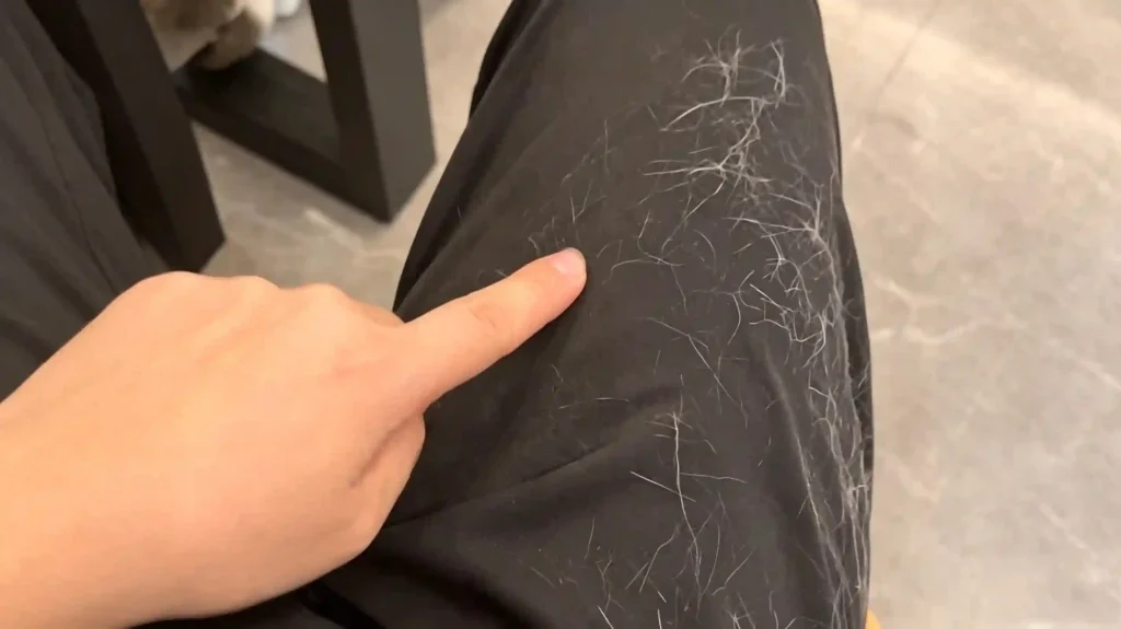 Black clothing covered with scattered cat fur, typical shedding mess for cat owners, tools to remove pet hair from laundry clothes blankets couch carpet, effective ways to stop cat shedding and get rid of dog cat hair on all fabric surfaces