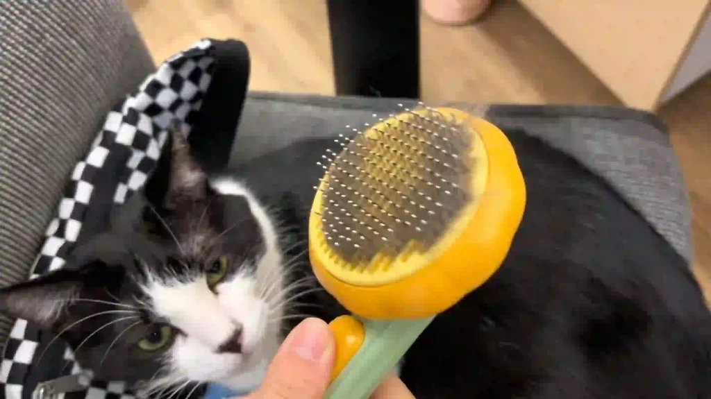 Groom orange tabby cat with slicker pin brush to capture loose undercoat fur, minimize cat shedding, easy way to reduce pet hair mess on laundry blankets, couch and carpet at home