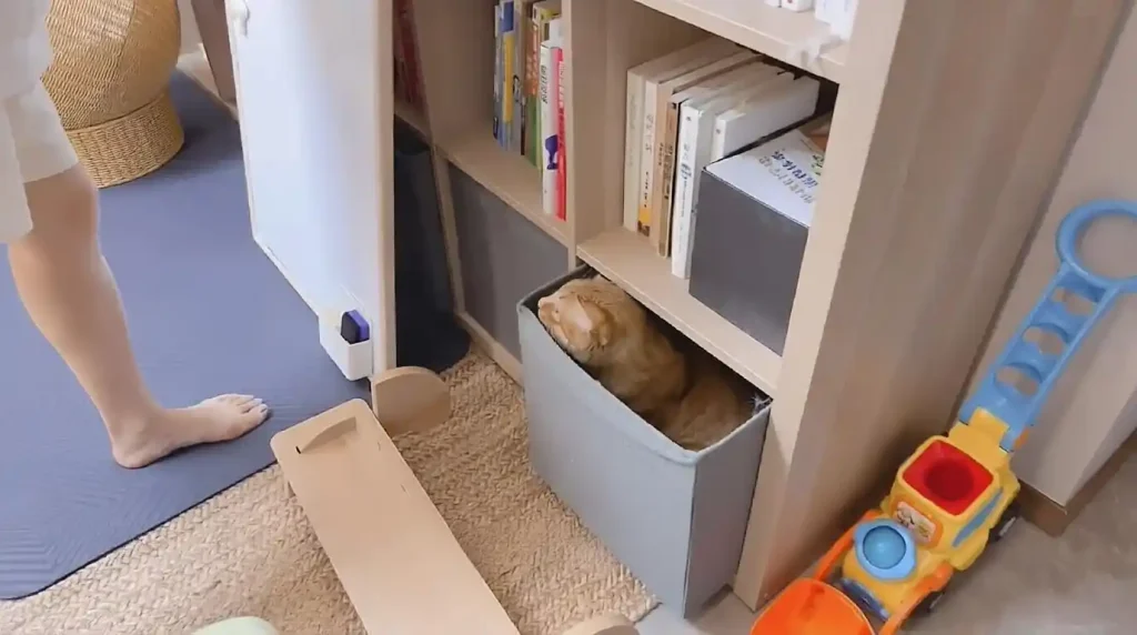 An orange tabby cat resting in a storage box on a bookshelf, a high-traffic area for pet hair and cat dander.