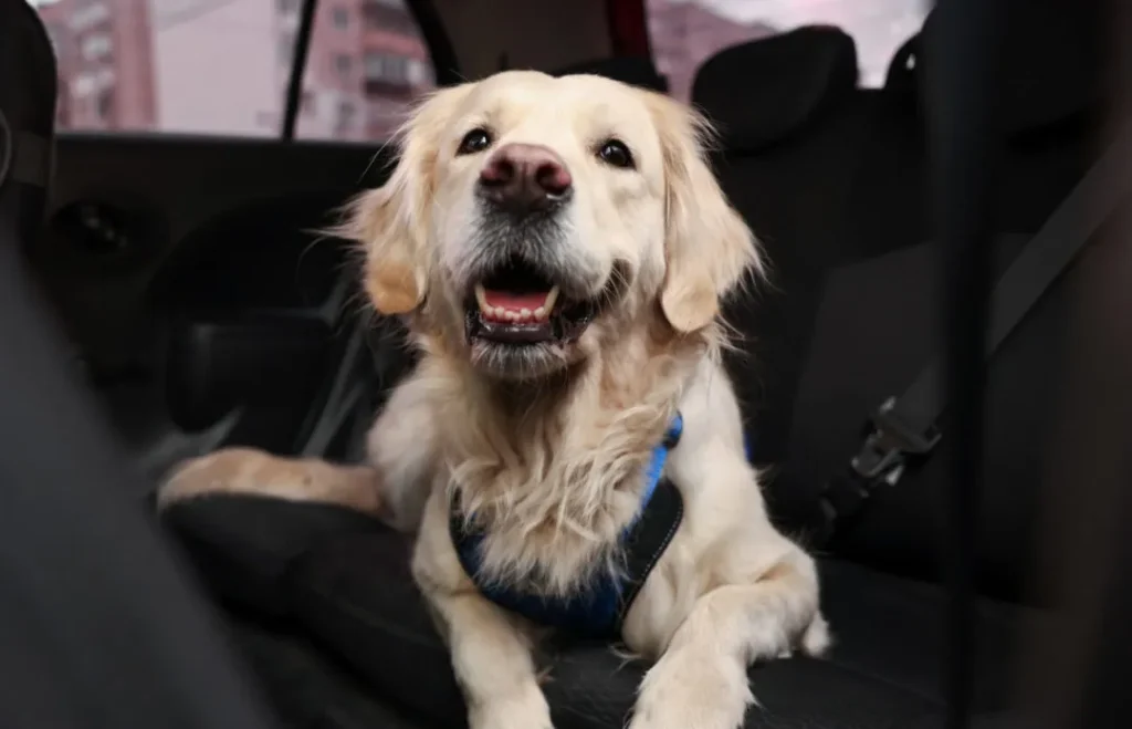 Golden retriever in car seat - proven methods for how to get dog hair out of vehicle, how to get dog hair out of a car, and how to remove pet hair from car
