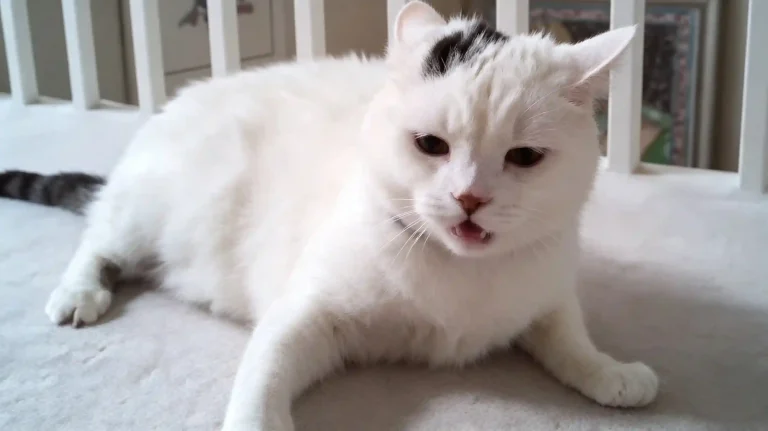 Unhappy white cat resisting fur combing, common problem: cat gets aggressive during grooming session