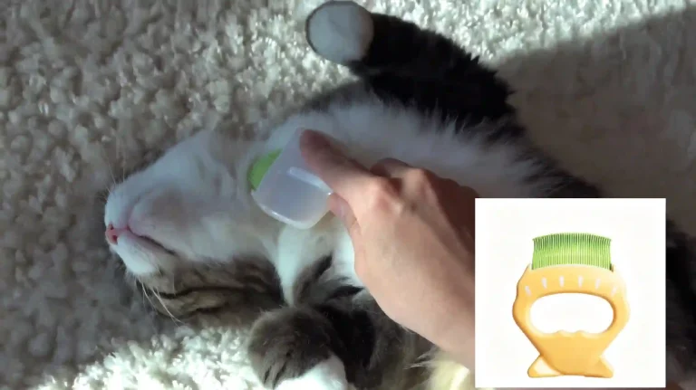Owner grooming relaxed longhair cat with Philo shell comb, gentle cat brush with high acceptance for sensitive cats