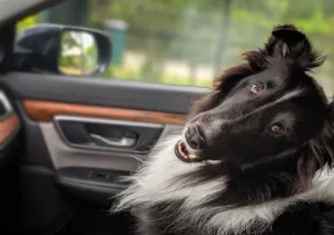 A smiling black and white long-haired dog looking back with excitement inside a luxury car, perfect for articles on traveling with pets or cleaning pet hair.