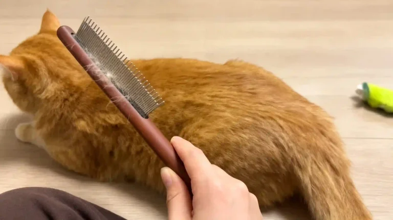 Close-up view of affordable wooden handle metal cat parting comb with captured loose pet fur