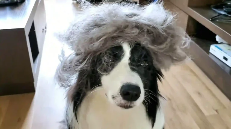 Black and white Border Collie dog wearing messy grey wig indoor home photo
